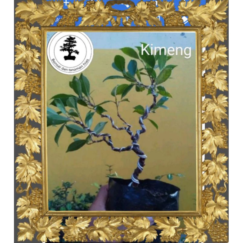 (COD)Bibit Bahan Bonsai Kimeng Kawatan