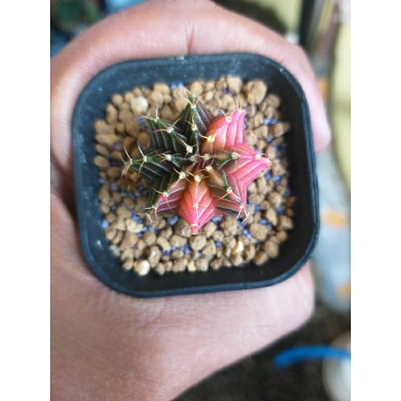 Kaktus Gymnocalycium LB, miha Varigata seedling
