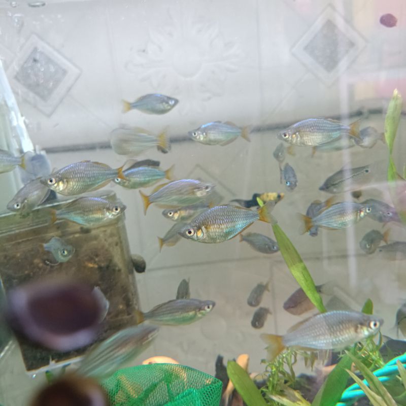 Hiasan Aquarium Ikan Rainbow Peacock