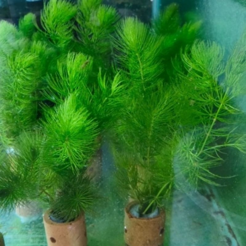Tanaman Air Ekor Tupai (ganggang air) aquarium aquasecape.
