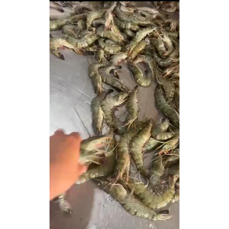 

udang size 60