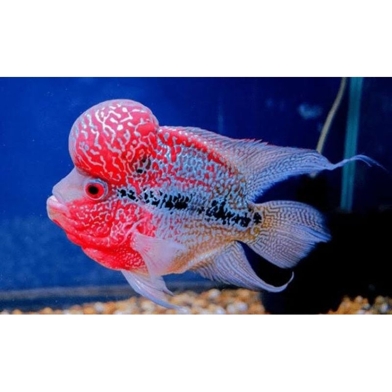 IKAN LOUHAN SRD (sudah pasti jenong)