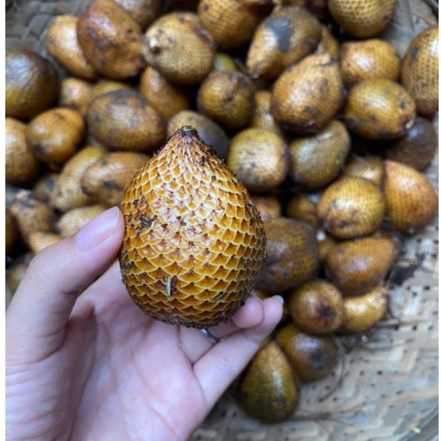 

Salak Bali (Salak Biasa)