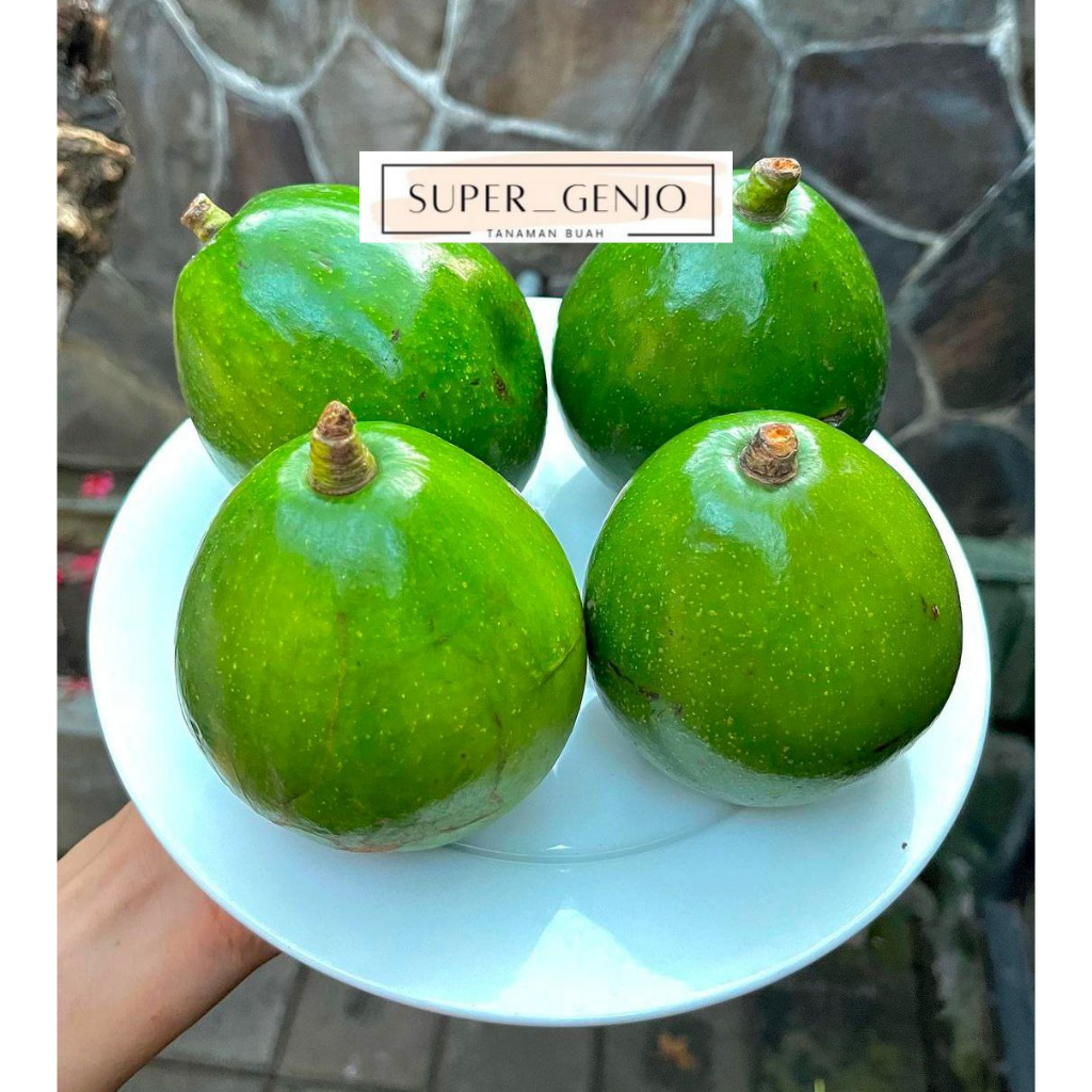 Bibit Alpukat Miki Batang Besar Siap Berbuah