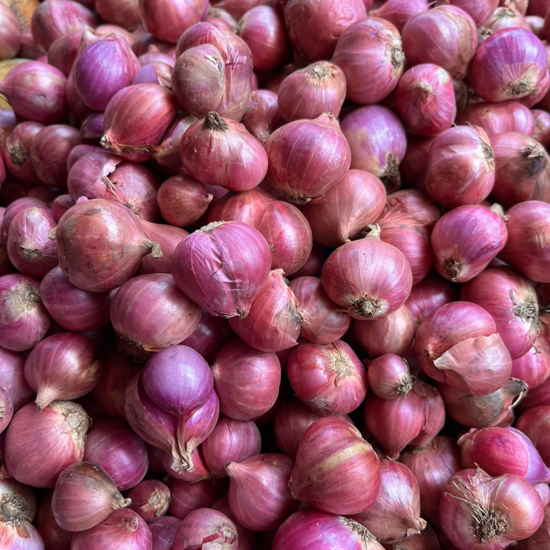 

Bawang Merah Bima