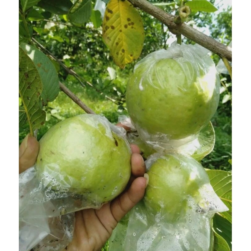 

Jambu Kristal 1kg