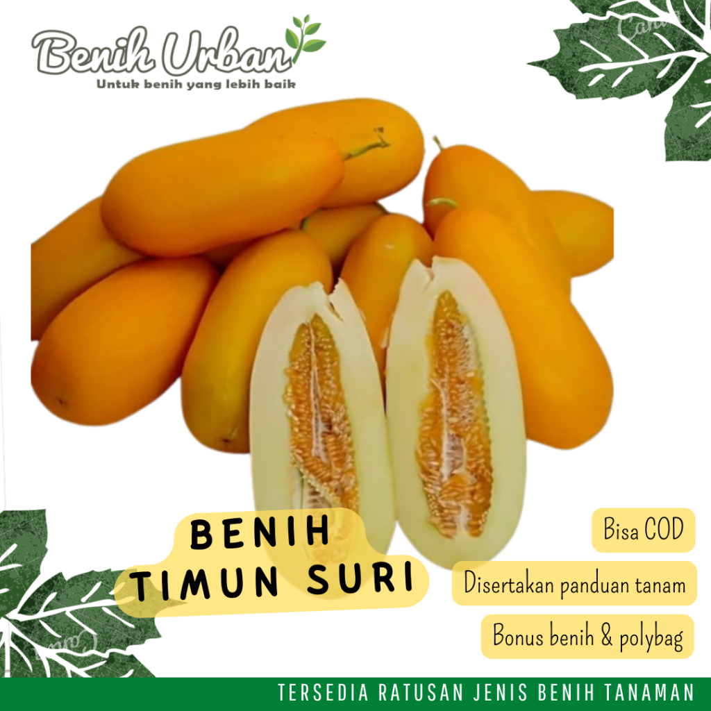 5 Biji Benih Timun Suri Timun Manis Mudah Tumbuh