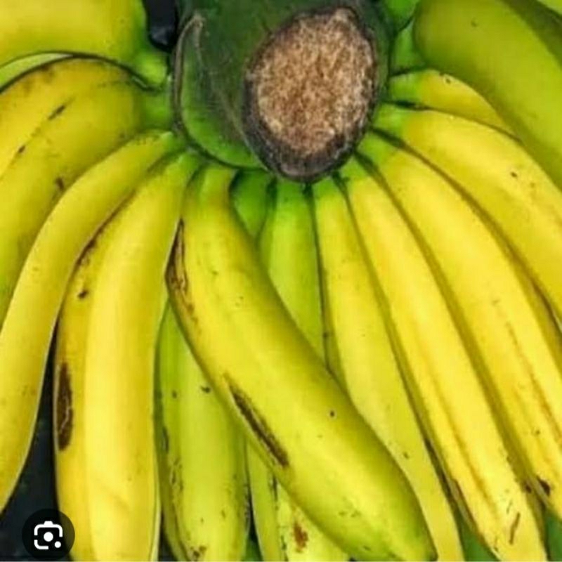 pisang ambon lumut/pisang ambon hijau manis 1 sisir