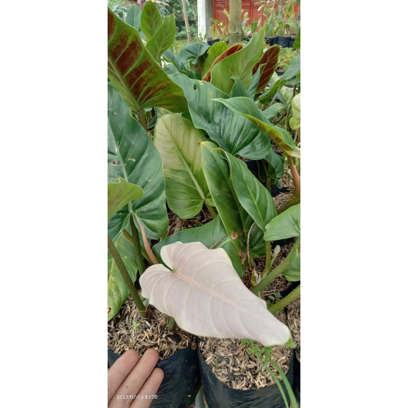 TANAMAN HIAS PHILODENDRON SUBHASTATUM PINK