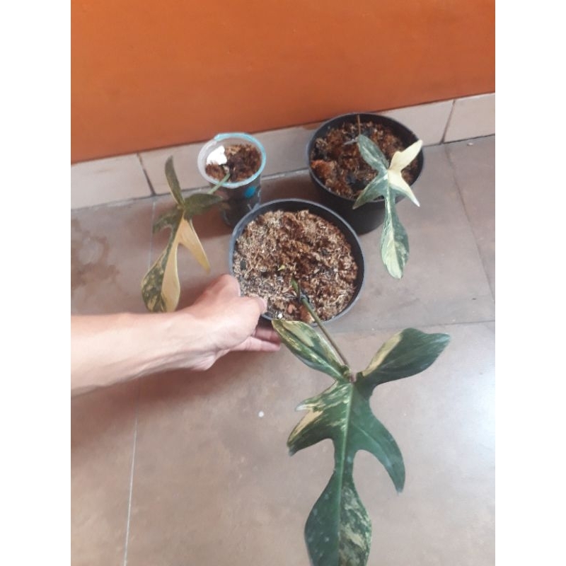 Philodendron florida beauty Narrow