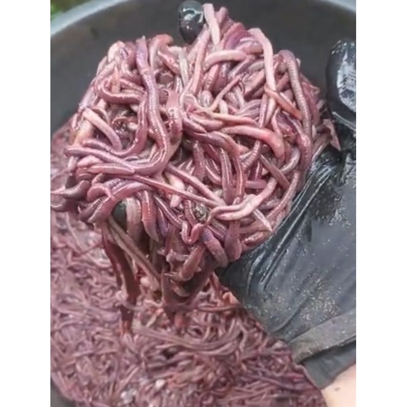 Cacing Tanah (Cacing Merah) Hidup 500 Gram