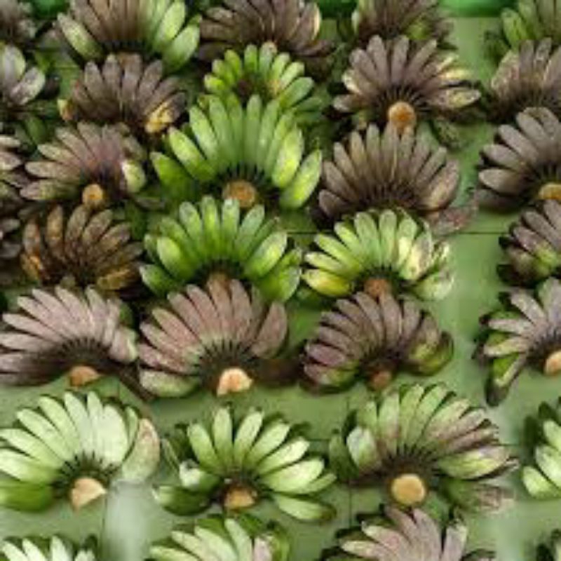 

Pisang kepok kuning