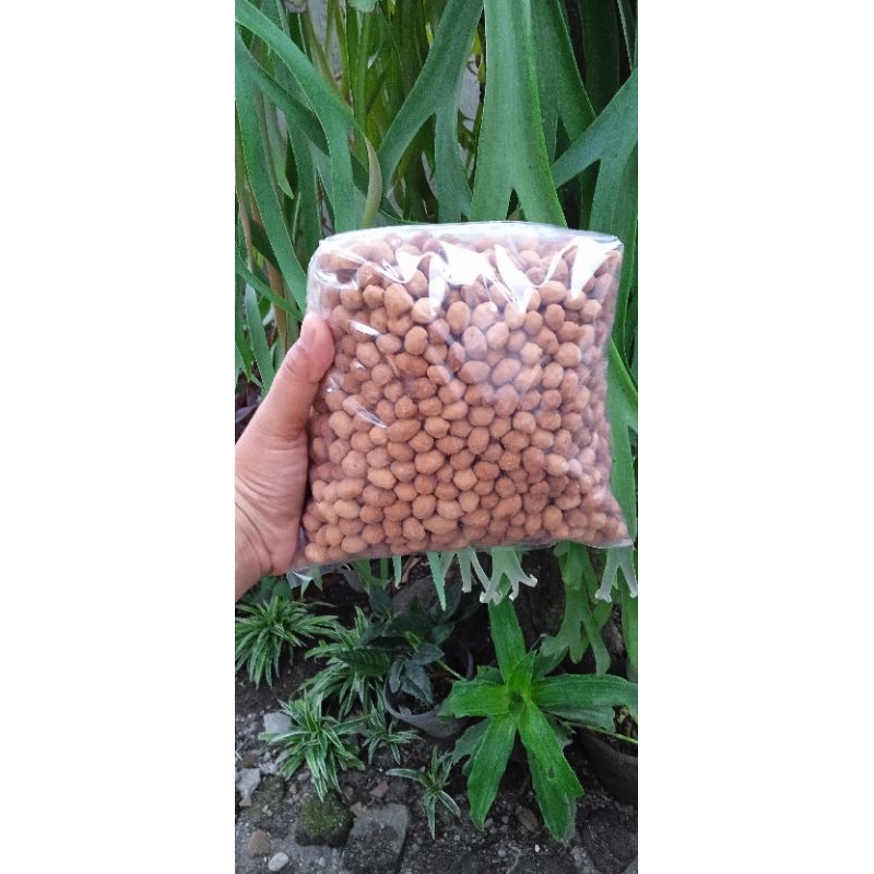 

kacang telur