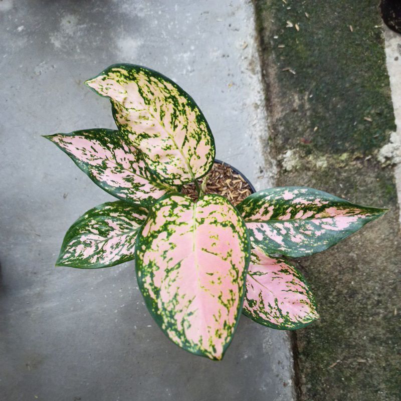 aglonema lady kristin