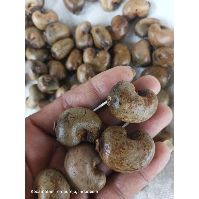 10 Biji benih jambu mete