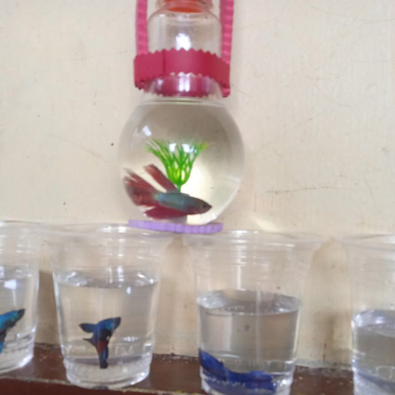 ikan cupang . murah ready . gratis botol unik