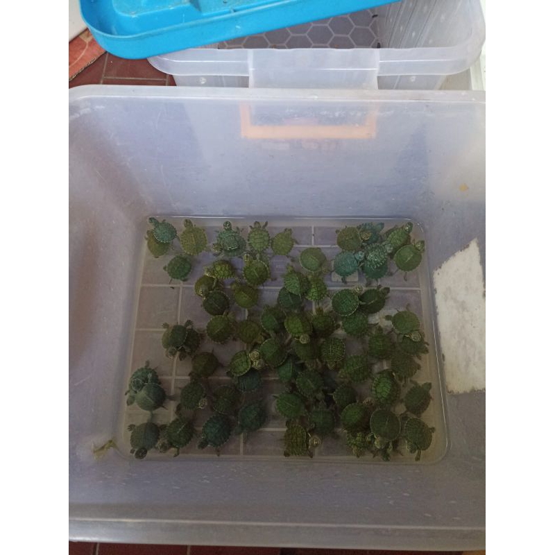 Hiasan kurakura brazil (RES) baby