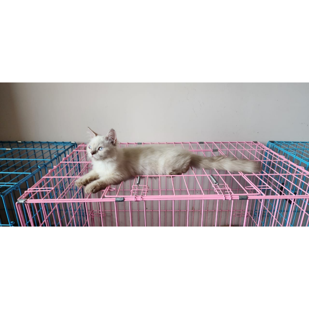 Anak Kucing Hima Sehat Gembul Vaksin