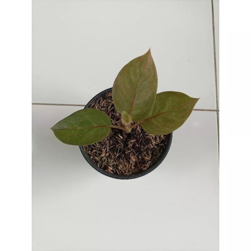 aglonema black Hughes
