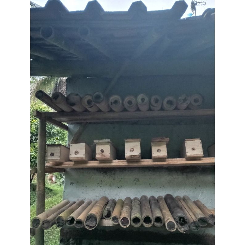 

koloni lebah madu klanceng/Trigona/kelulut dalam bambu (koloni super)
