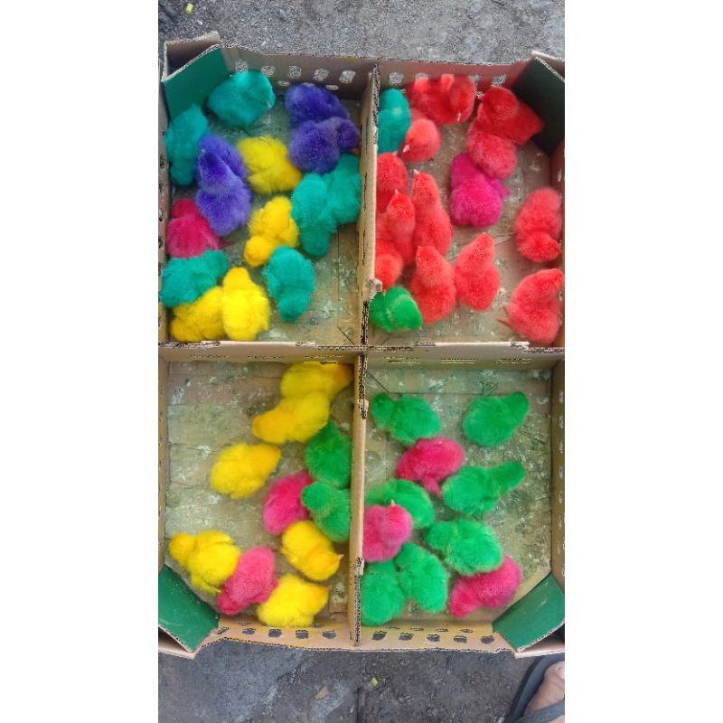 ayam warna warni