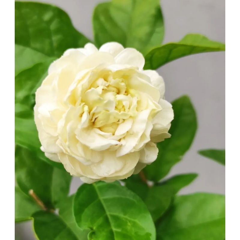 bunga melati Telur /melati Tumpuk /melati herbal