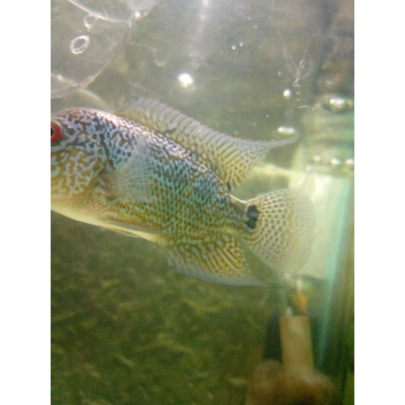 

IKAN HIDUP