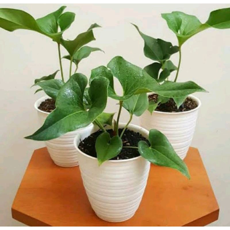 Rimbun Anturium Corong