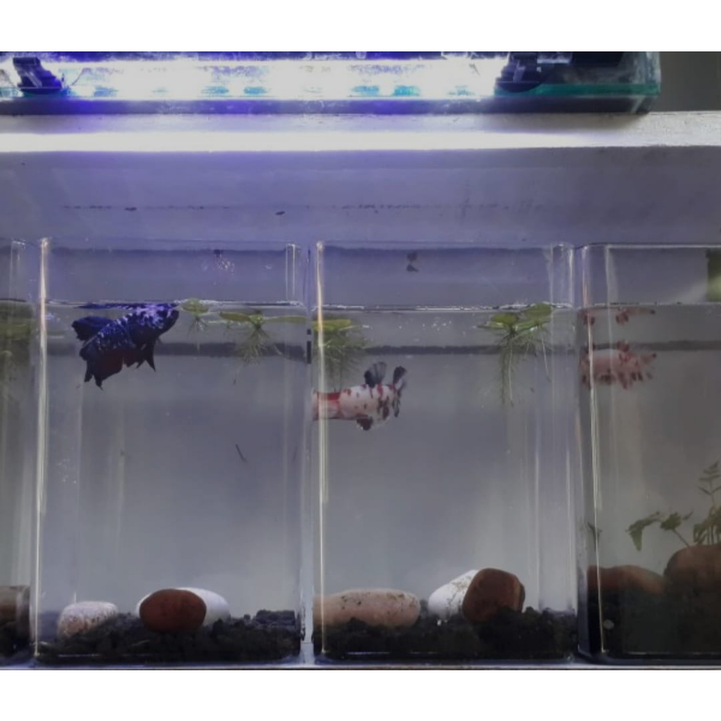 Xcamellyaa Toples Soliter Ikan Cupang Akrilik 2 Liter Bening