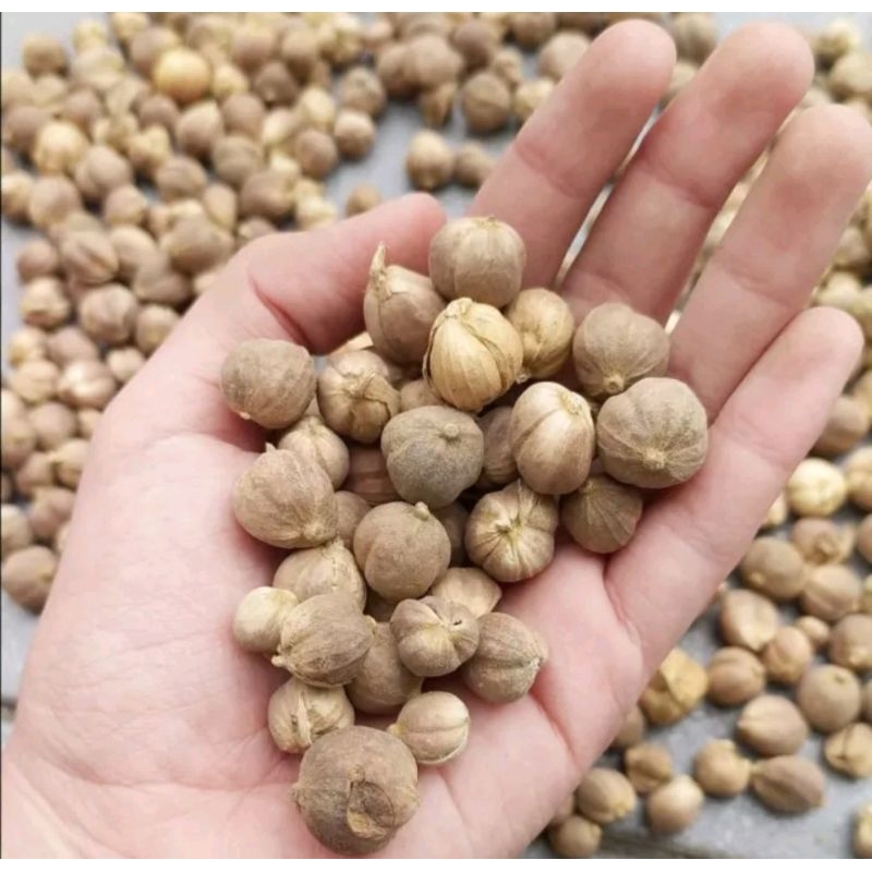 

Kapulaga kering 10gr Kapolaga true cardamon kapulaga super