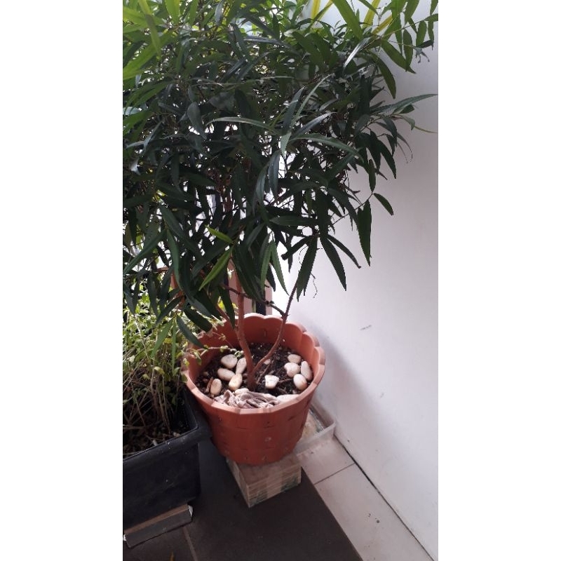 

PUCUKMERAH/Exel hijau/1KG