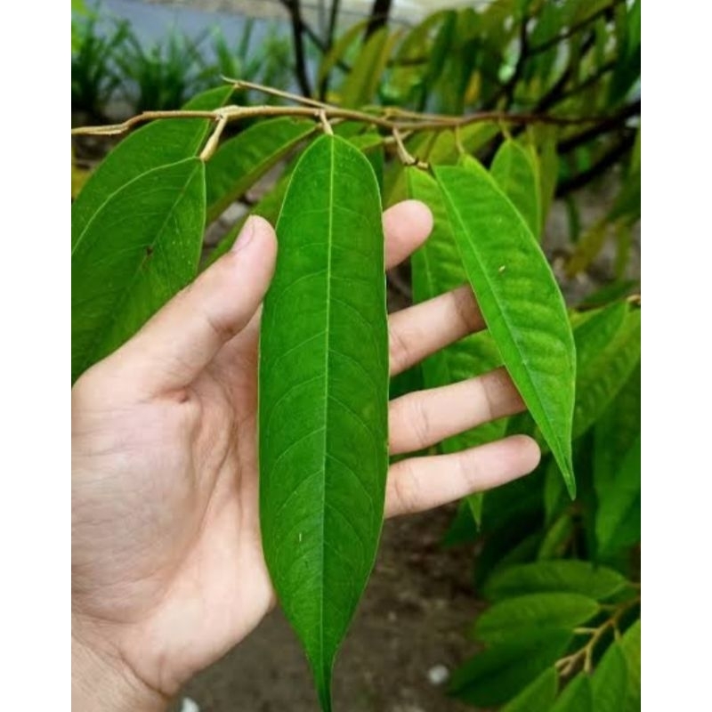 

DAUN DURIAN PILIHAN SEGAR DAN BERHASIAT .