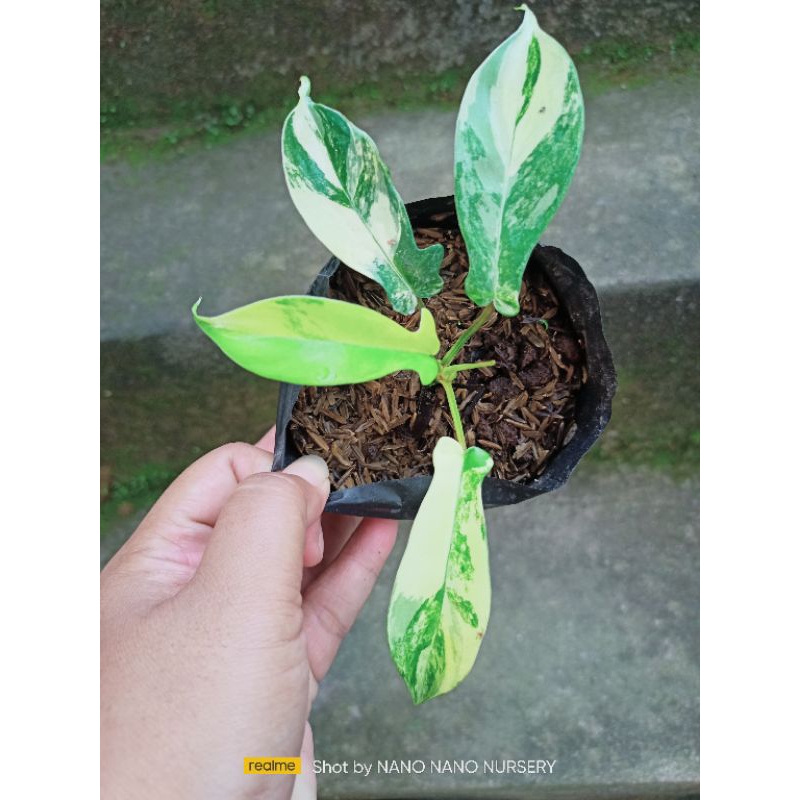 Florida beauty variegata