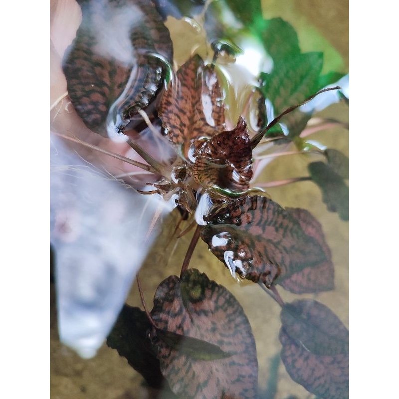 cryptocoryne striolata red/ tanaman aquatic