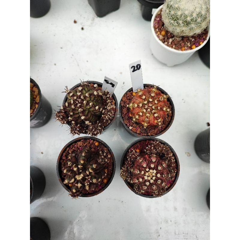 Kaktus Gymno Gymnocalycium Trex Kingkong Tlux Majungga Daydream Crazy Pink Diamond Sudah Berakar