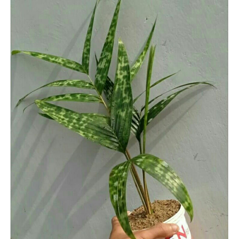 Tanaman licuala mapu-palem gunting