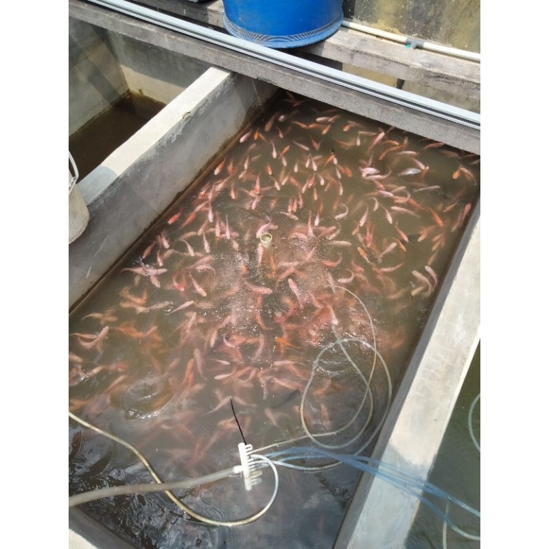 bibit nila merah bangkok