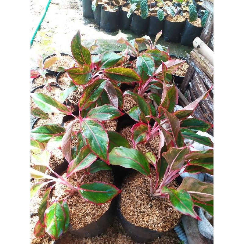 aglonema lipstik merah / orange