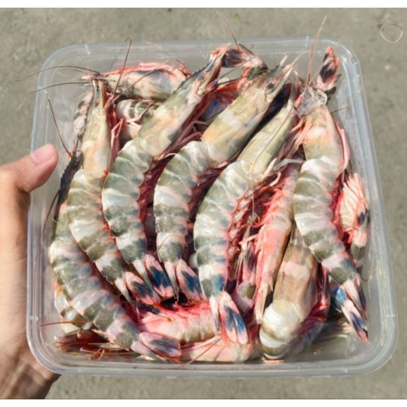 

UDANG WINDU TIGER 1KG TERMURAH//PROMO//FROZEN//FRESH
