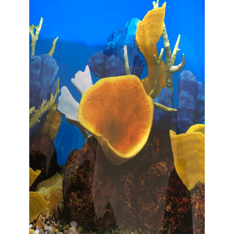 Background Gambar Aquarium 40CM Wallpaper Aquarium