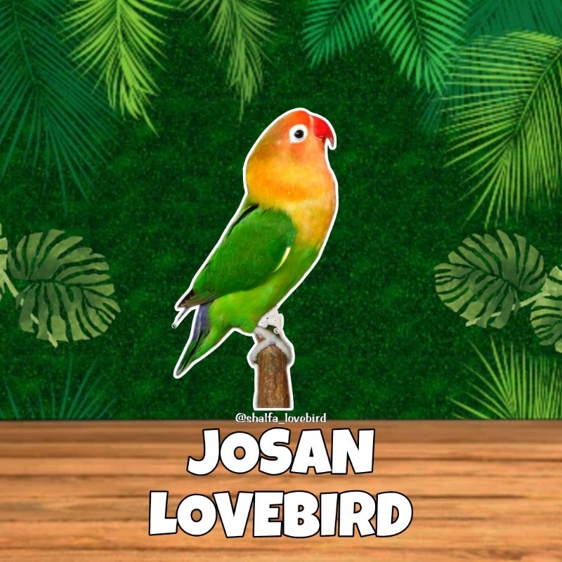 LOVEBIRD JOSAN JANTAN/BETINA PAUD DAN DEWASA