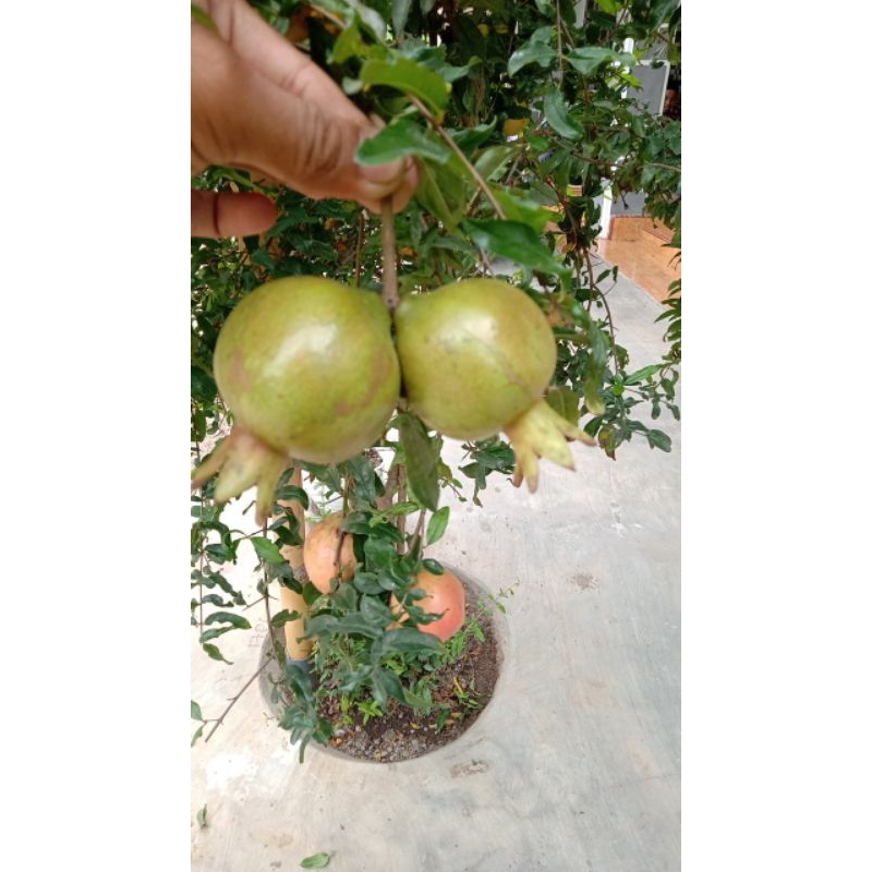 

Buah Delima kembar berdempet