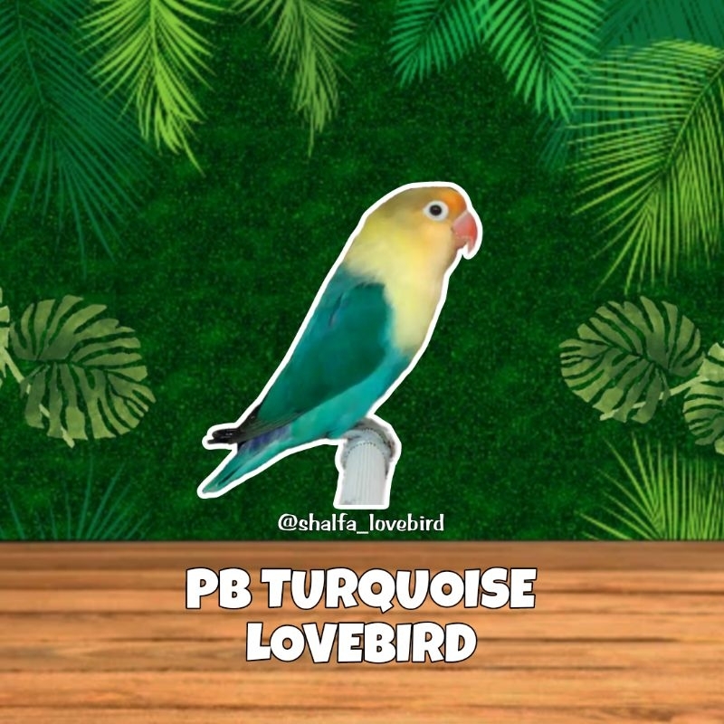 LOVEBIRD PB TURQUOISE JANTAN/BETINA PAUD DAN DEWASA