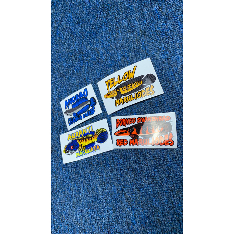 Stiker Channa Murah Yellow maru, Red maru, Andrao, Auranti