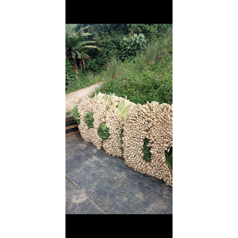 

sereh segar 500gr