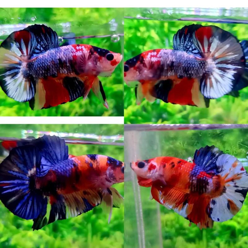cupang Nemo multicolor