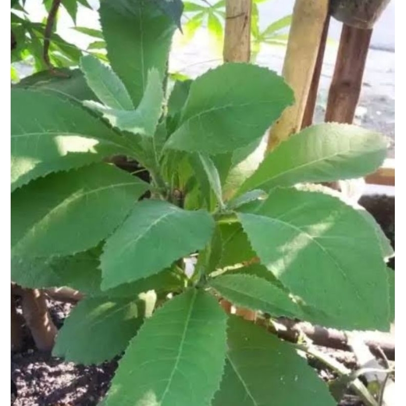 

PENGOBATAN HERBAL DAUN SEMBUNG SEGAR atasi masalah kewanitaan