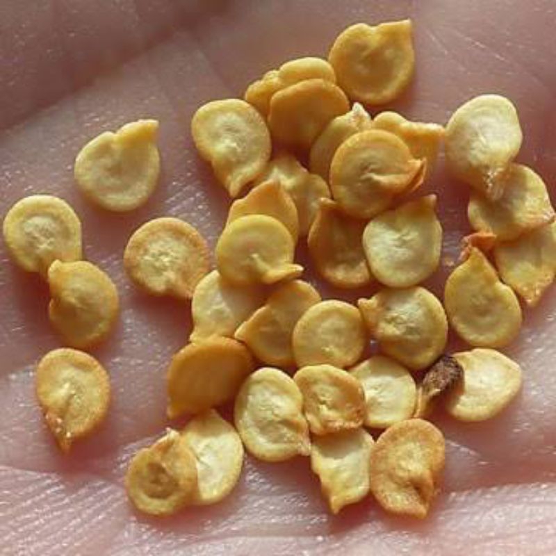 Benih Biji Cabe Rawit Merah