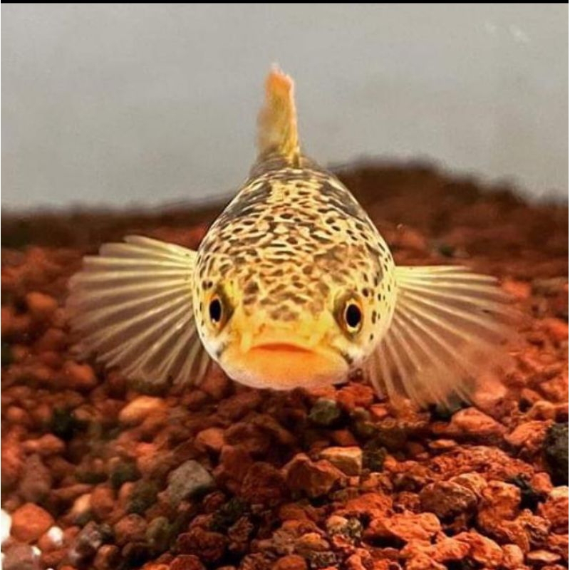 c.limbata golden Tiger asli 100000%