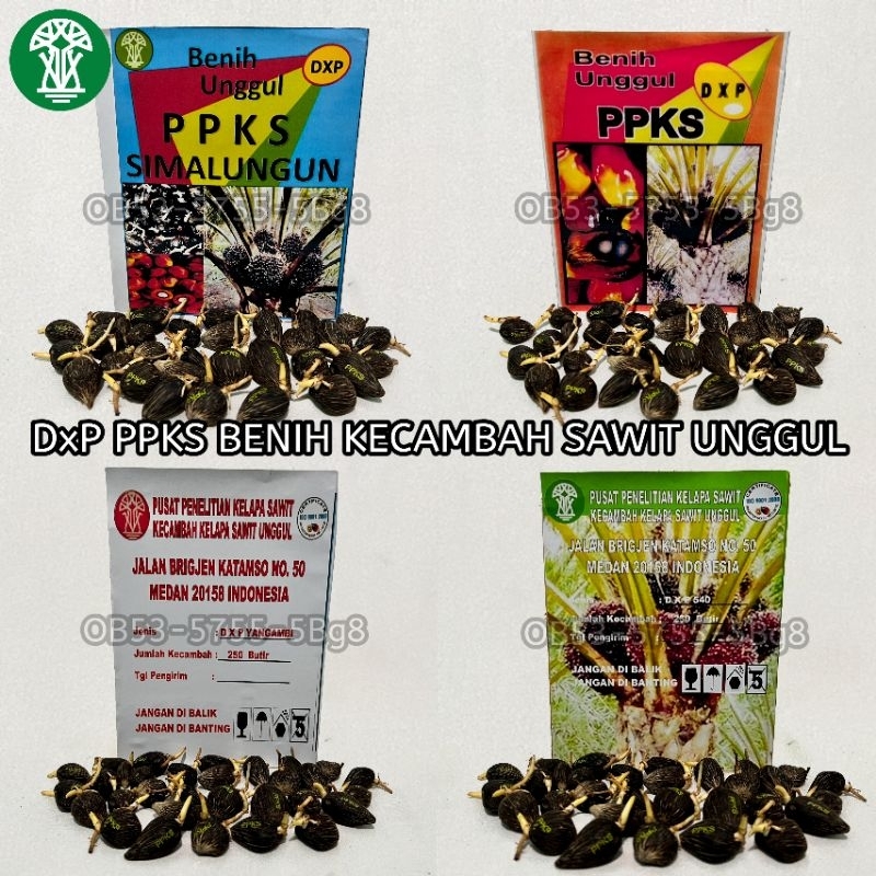 Bibit Kecambah Polong Sawit Unggul PPKS SIMALUNGUN  DXP PPKS LONSUM LONDON SUMATRA dan Kecambah sawi